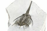 Rare, Psychopyge Termierorum Trilobite - Ofaten, Morocco #381553-5